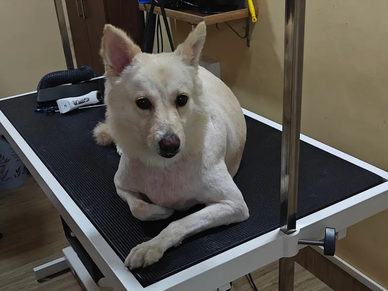The Pet's Country - Pets Store, Pet Clinic & Vet Pharmacy, photo 5