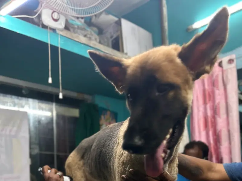 Ashoka vet clinic, photo 2