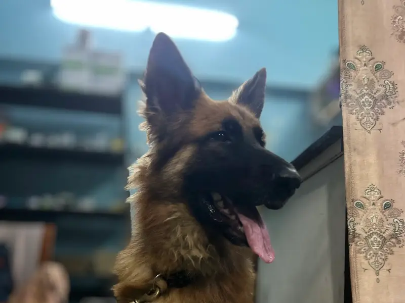 Ashoka vet clinic, photo 4