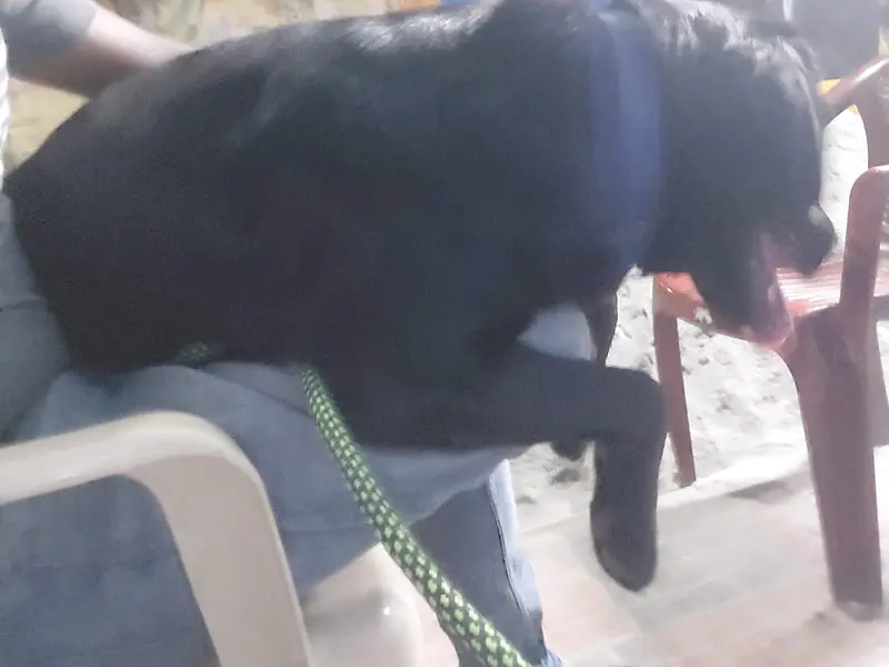 Ashoka vet clinic, photo 5