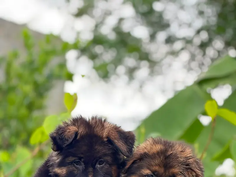 C.R Pets & Aquarium - pet shop, pet food & accessories,puppies sale, photo 3