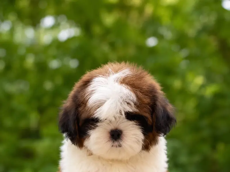C.R Pets & Aquarium - pet shop, pet food & accessories,puppies sale, photo 4