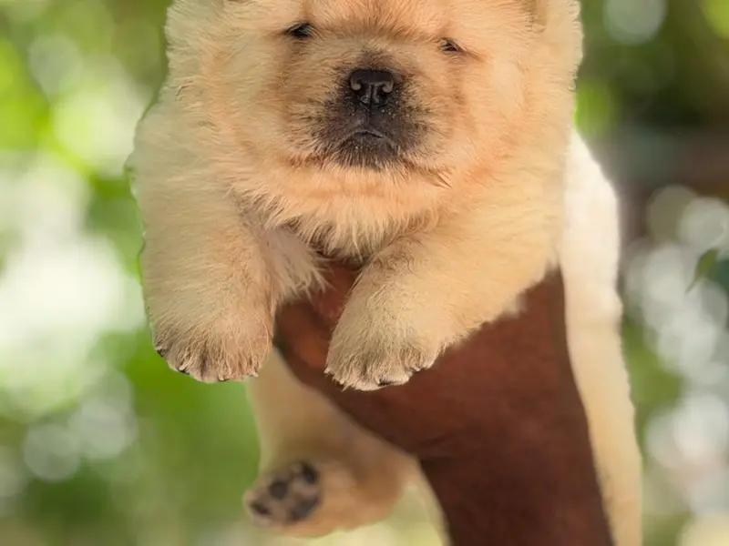 C.R Pets & Aquarium - pet shop, pet food & accessories,puppies sale, photo 5