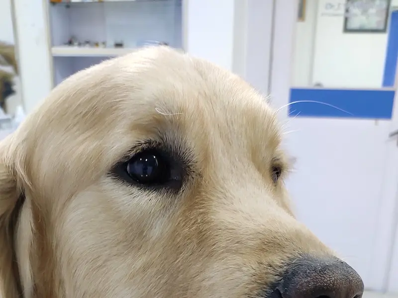 Auro Multispeciality Pet Hospital, photo 2