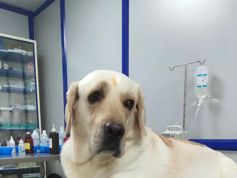 Auro Multispeciality Pet Hospital, photo 3