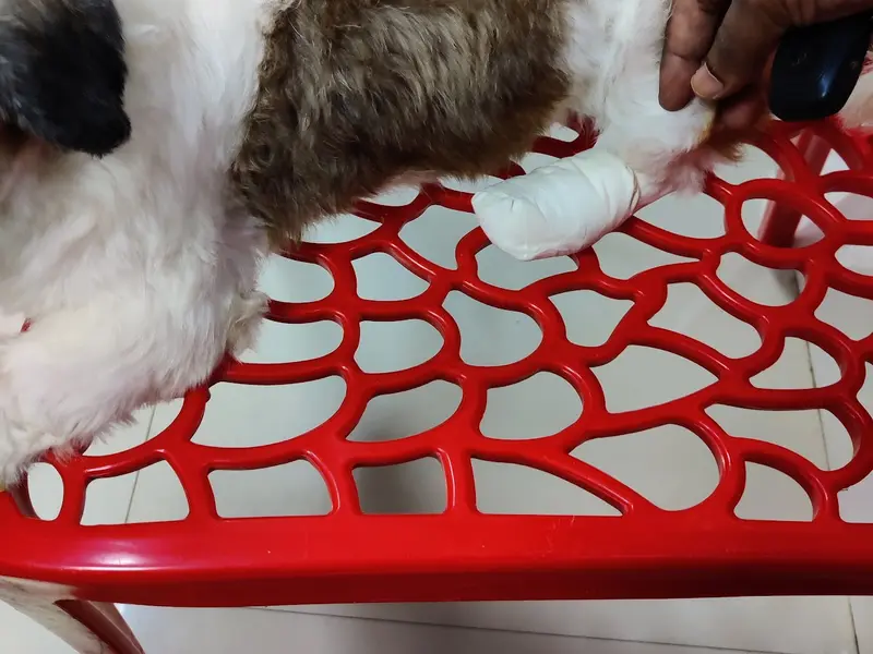 Auro Multispeciality Pet Hospital, photo 5