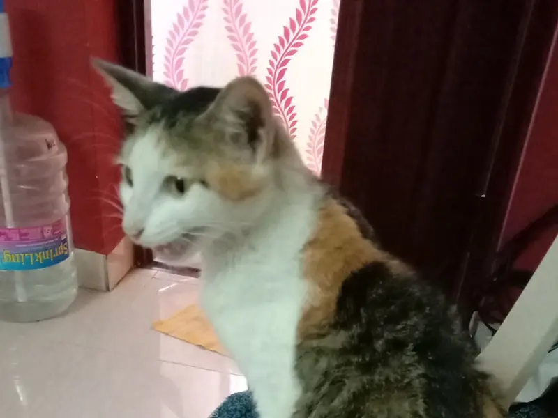 Doctor Cat Feline Specialty Clinic, photo 2