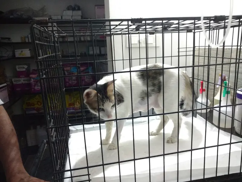 Doctor Cat Feline Specialty Clinic, photo 3