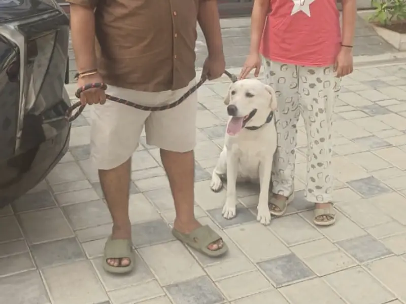 Mithran's Watchdog, photo 2