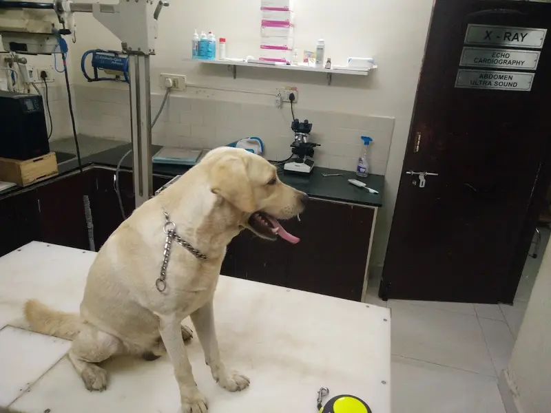 The Ark Veterinary Clinic, photo 2