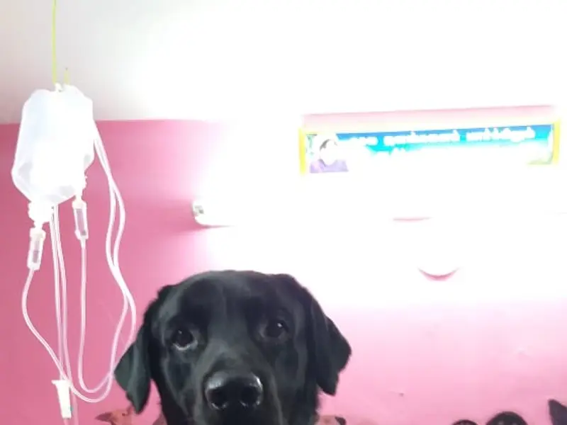 JOE PET CLINIC, photo 2
