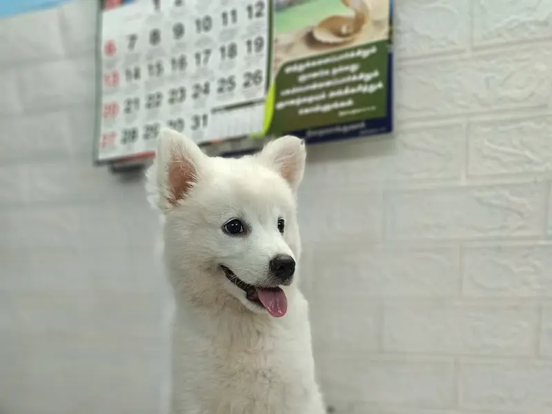 JOE PET CLINIC, photo 3