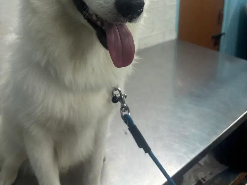 JOE PET CLINIC, photo 5