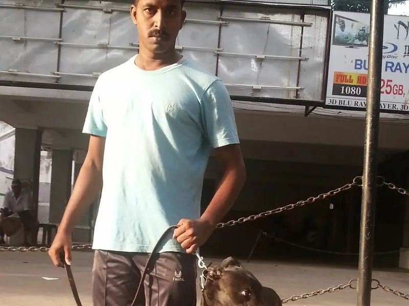S.V kennel dog training service | Pet training | 15+ experience, photo 2