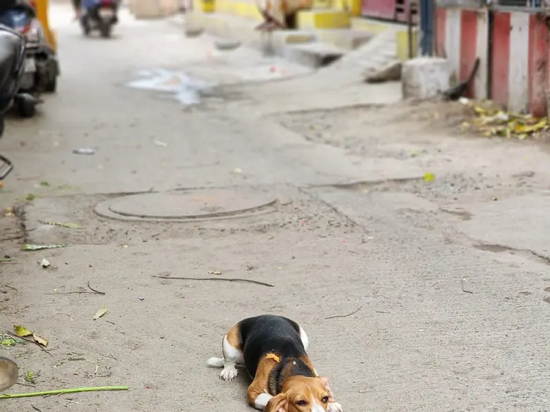 S.V kennel dog training service | Pet training | 15+ experience, photo 3