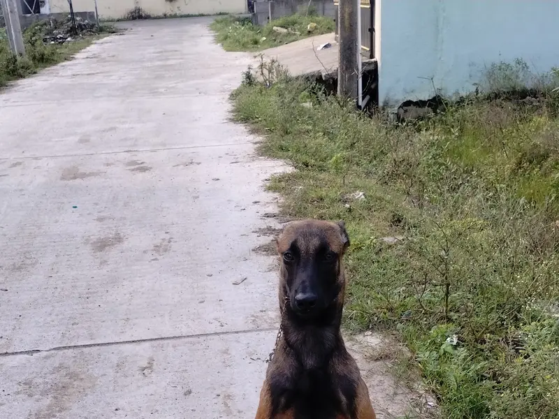 S.V kennel dog training service | Pet training | 15+ experience, photo 5