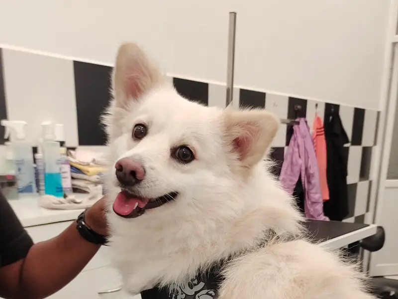 Heads Up For Tails Pet Store & Spa - Uthandi, Chennai, photo 3