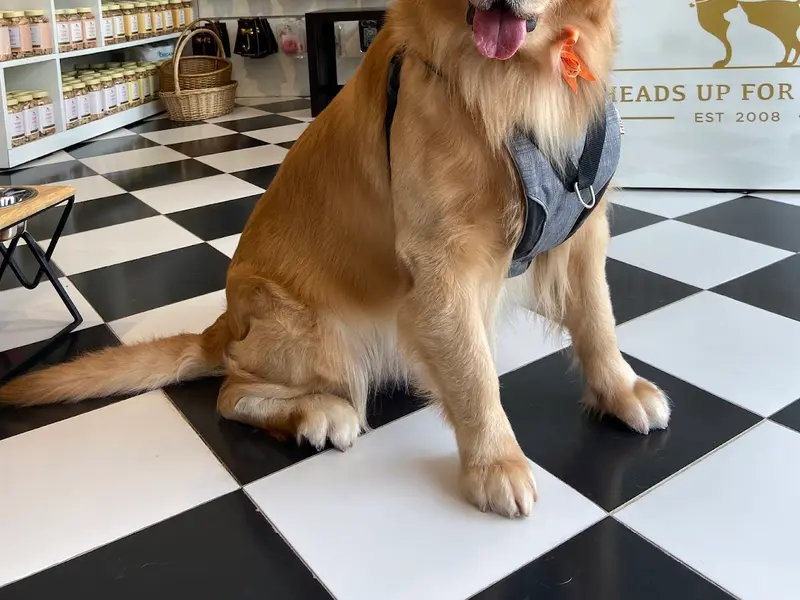 Heads Up For Tails Pet Store & Spa - Uthandi, Chennai, photo 4