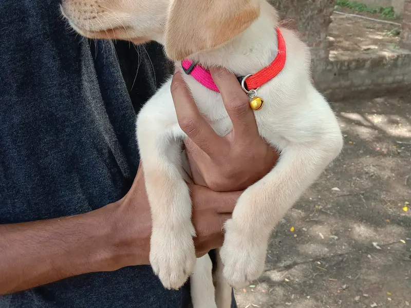 PETS SALES, photo 2