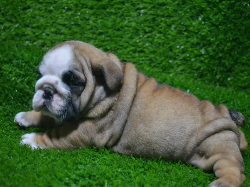 PETS SALES, photo 3