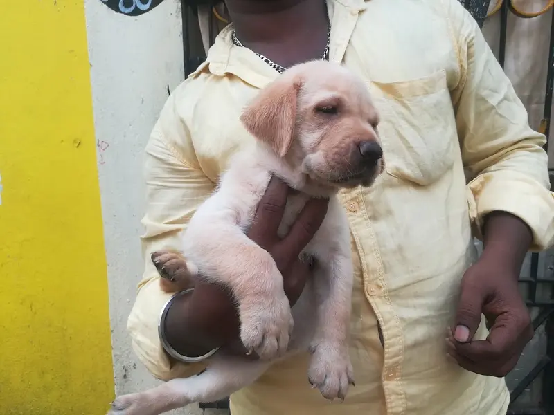 PETS SALES, photo 4