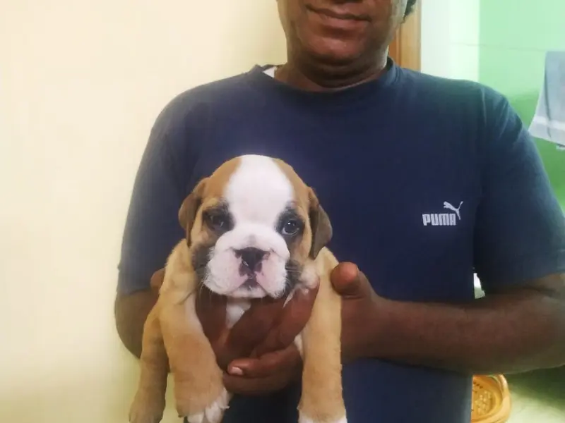 PETS SALES, photo 5