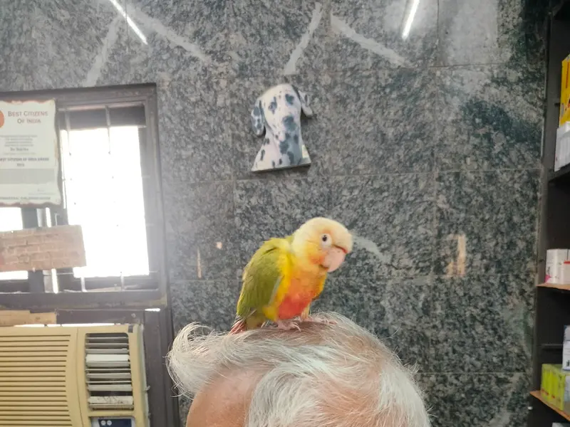 Petman Boarding, Pet Stay , Veterinary Hospital, Bird vet, photo 2