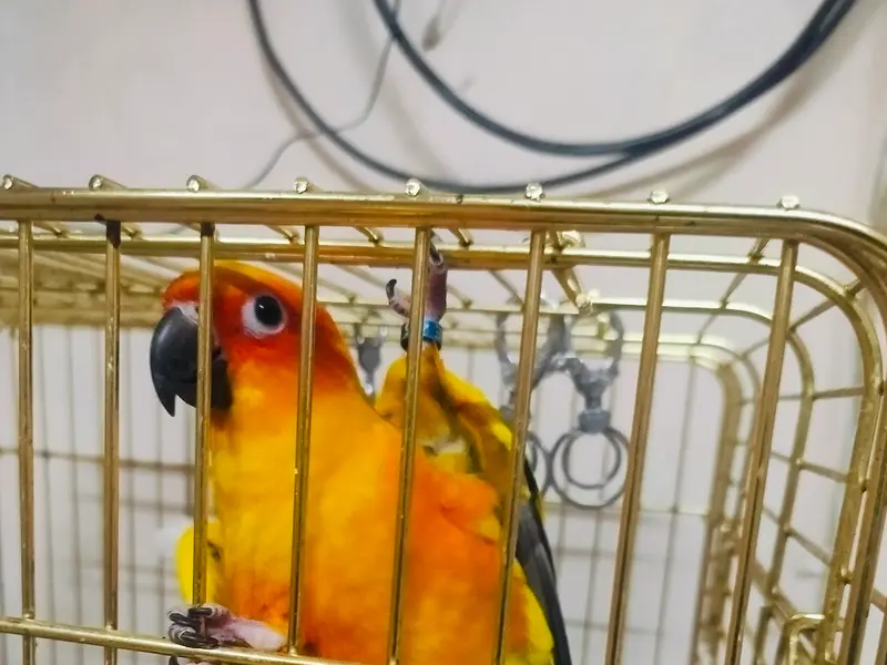 Petman Boarding, Pet Stay , Veterinary Hospital, Bird vet, photo 3