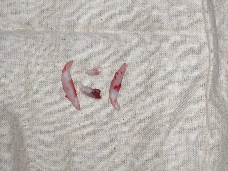 SKS Veterinary Hospital, photo 5
