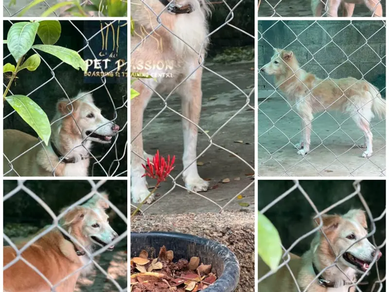 Pet passion Boarding Center, photo 2