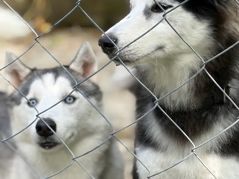 Pet passion Boarding Center, photo 3