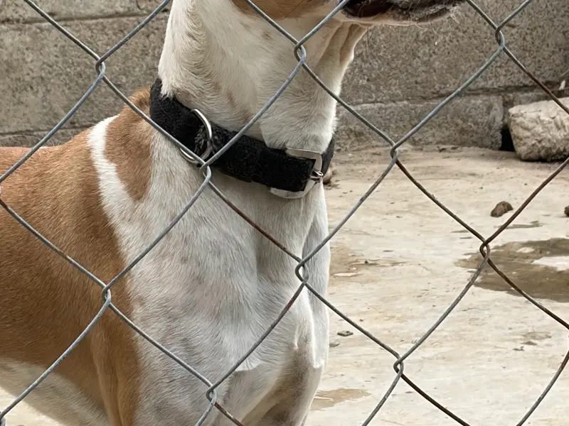 Pet passion Boarding Center, photo 4