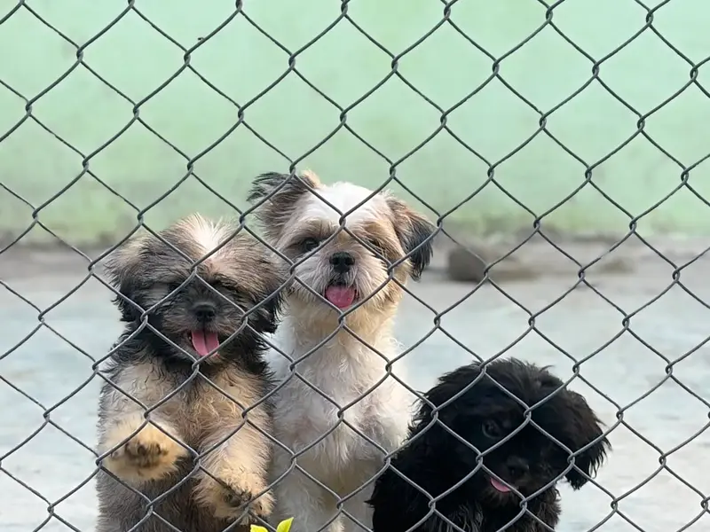Pet passion Boarding Center, photo 5