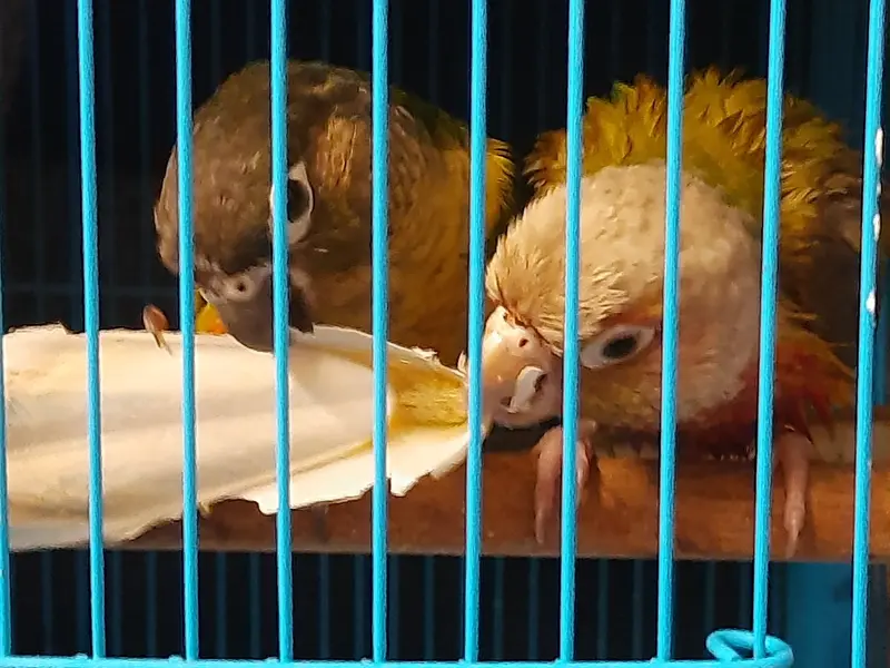 Gladwin pets and kennels | Velachery, photo 2