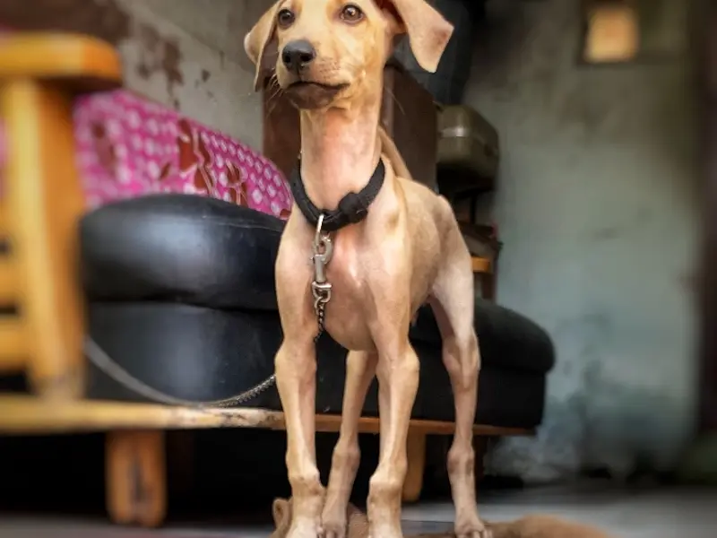 Gladwin pets and kennels | Velachery, photo 3