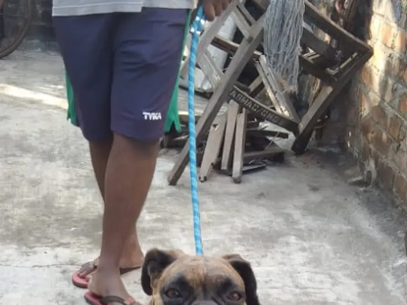 Gladwin pets and kennels | Velachery, photo 4