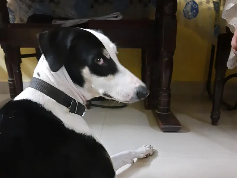 Gladwin pets and kennels | Velachery