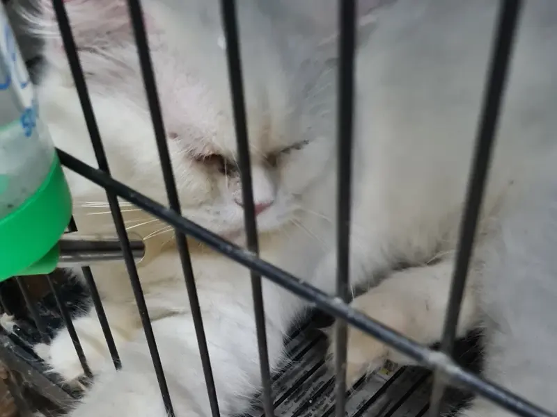 Tamed Pets - Velachery | Pet Store, photo 4