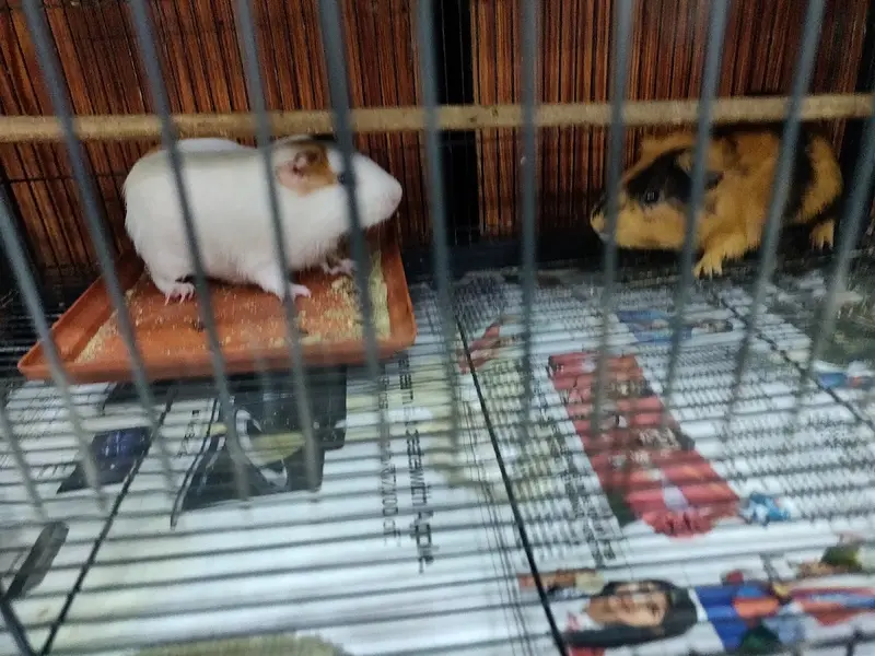 Tamed Pets - Velachery | Pet Store, photo 5