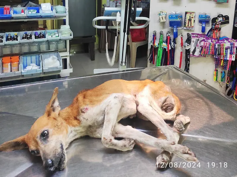 Thanigai Pet Care Clinic, photo 2