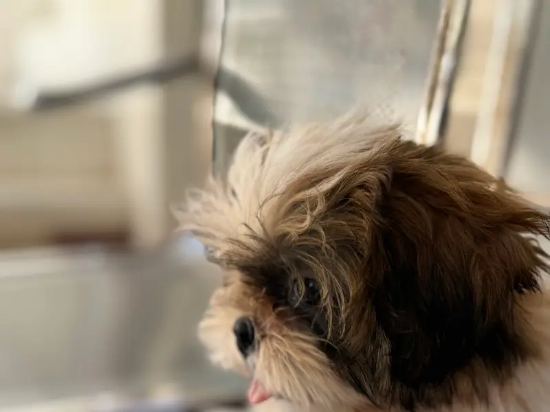 Thanigai Pet Care Clinic, photo 3