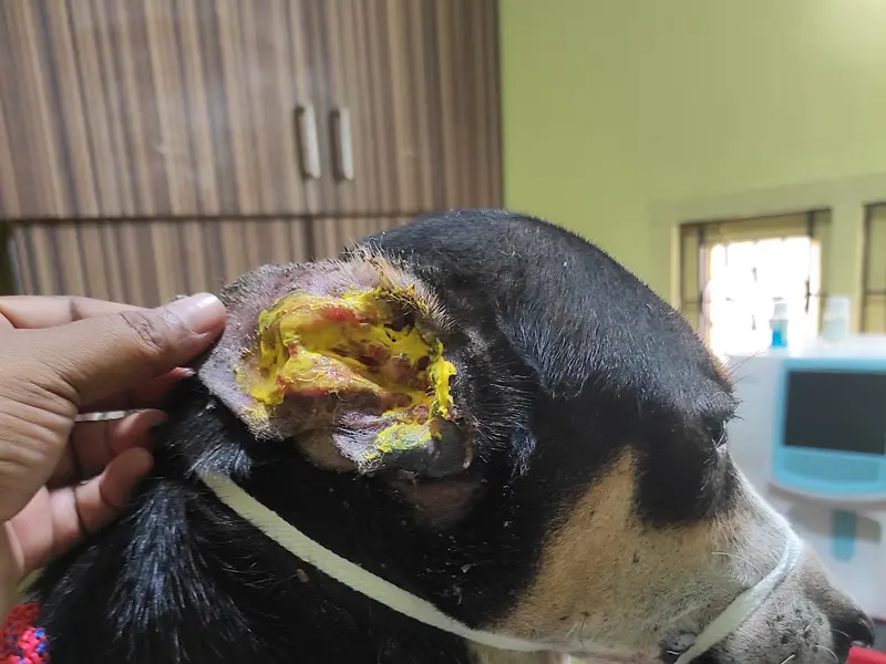Thanigai Pet Care Clinic, photo 4