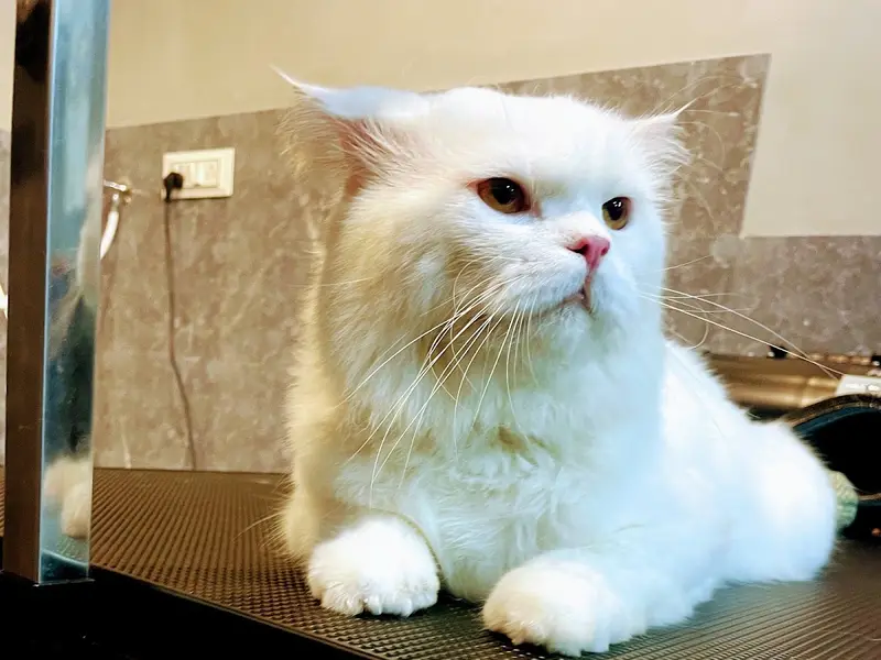 Zane Pet Spa, photo 3