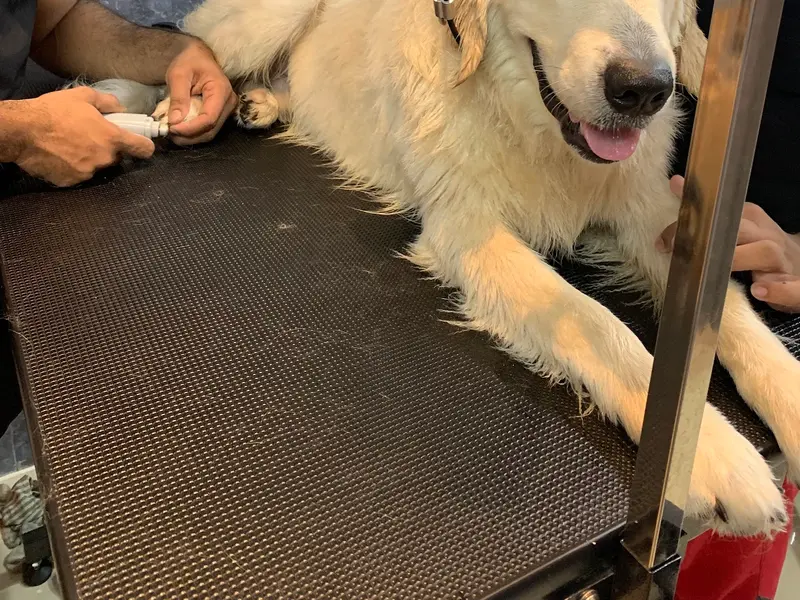 Zane Pet Spa, photo 4