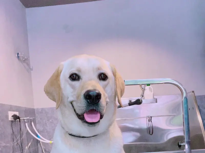 Zane Pet Spa, photo 5