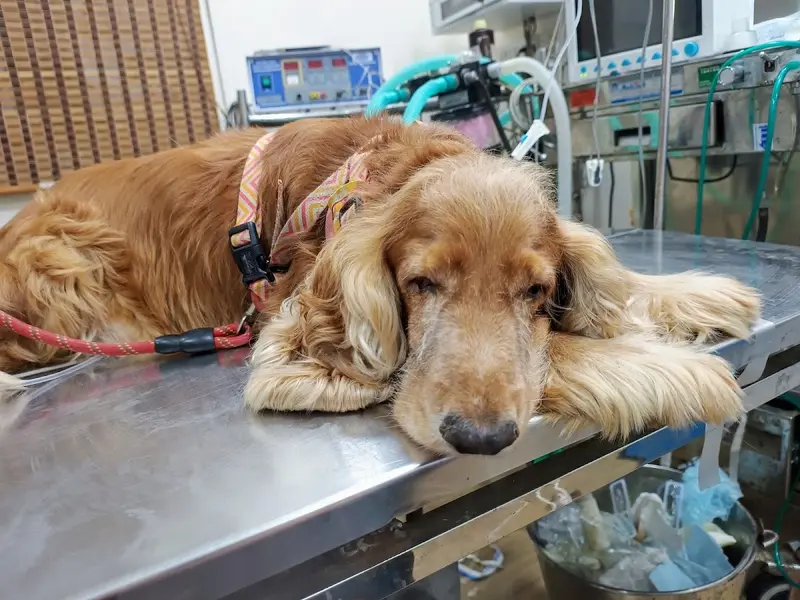 Jp Pet Speciality Hospital, photo 4