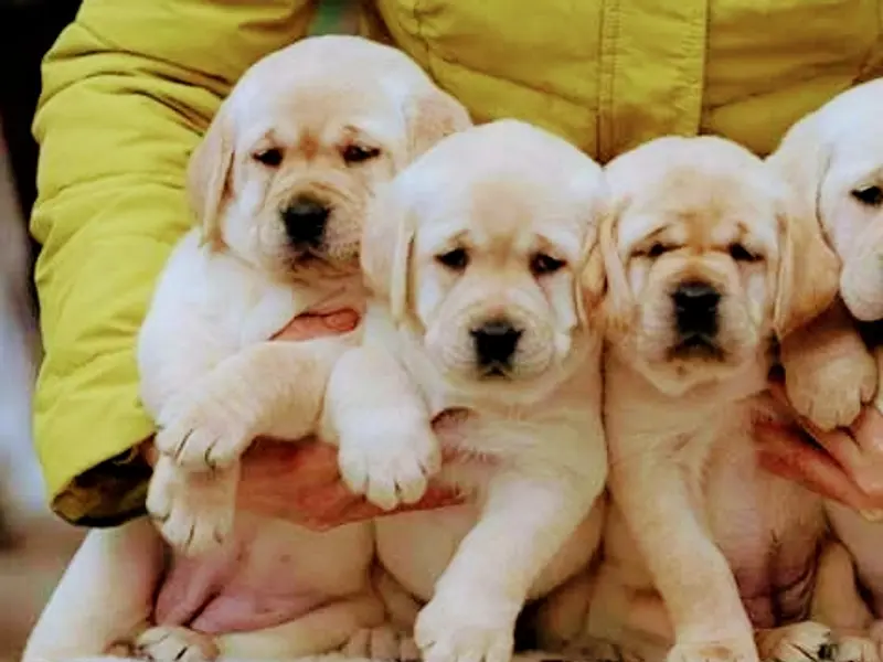 Puppys in Chennai, photo 2