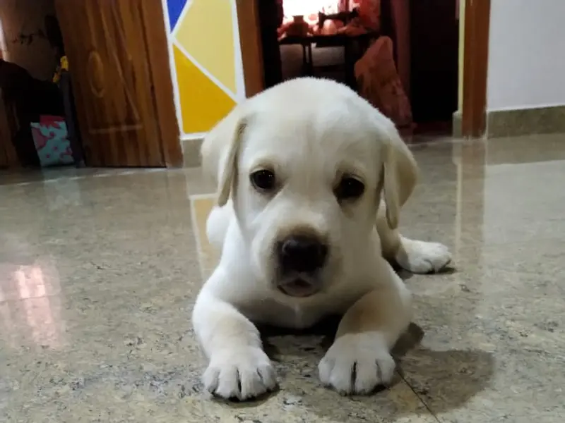 Puppys in Chennai, photo 4