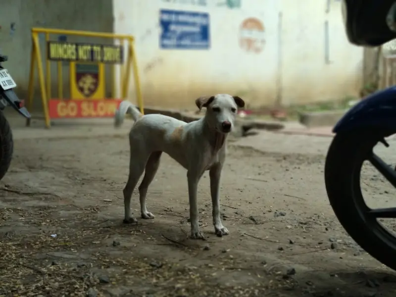 samyukta kennels, photo 2