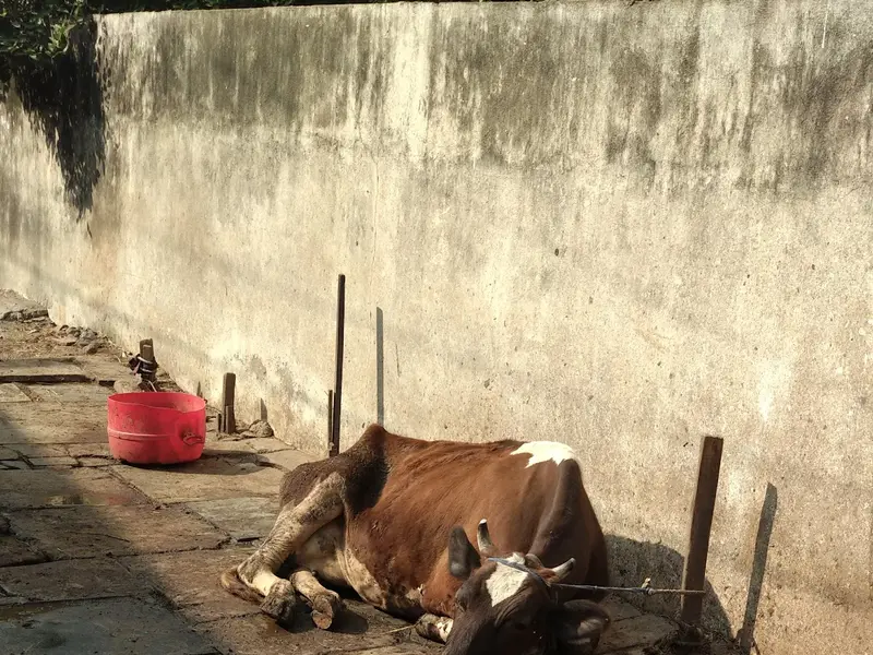 samyukta kennels, photo 3